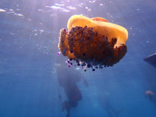  海洋动物群 